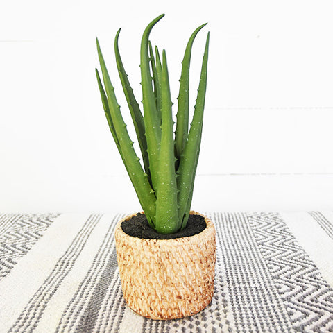 Aloe in Weave-look Pot