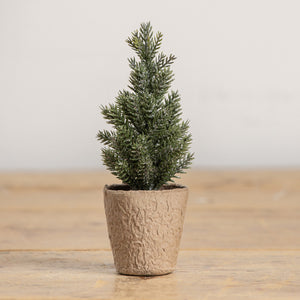 7" Silvery Pine in Peat Pot